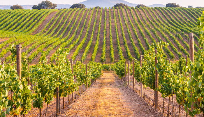 Weinanbau in Portugal