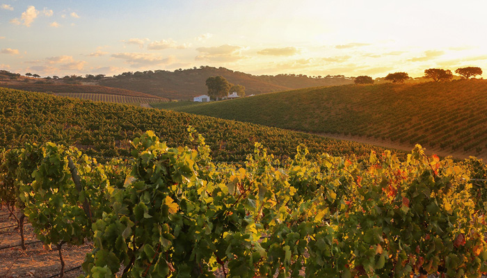 portugiesischer Wein kaufen