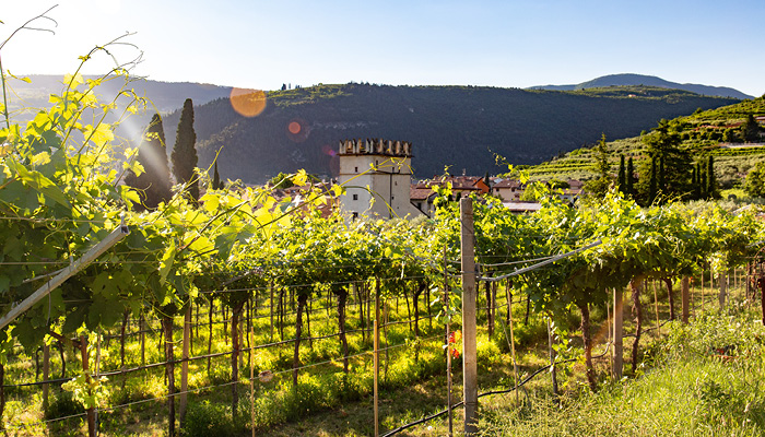 italienische Weine kaufen