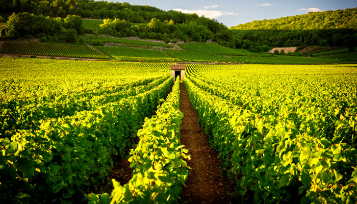 Weinreben französischer Wein